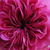 Purpuriu - roz - Trandafir damasc - Duc de Cambridge